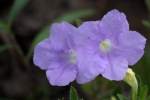 Fringeleaf Wild Petunia