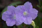 Fringeleaf Wild Petunia