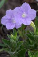 Fringeleaf Wild Petunia