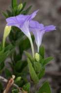 Fringeleaf Wild Petunia