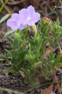 Fringeleaf Wild Petunia