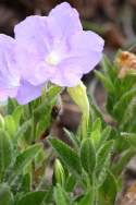 Fringeleaf Wild Petunia