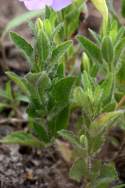 Fringeleaf Wild Petunia