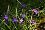 Bluejacket Spiderwort