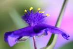 Bluejacket Spiderwort