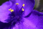 Bluejacket Spiderwort