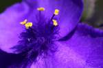 Bluejacket Spiderwort