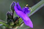 Bluejacket Spiderwort