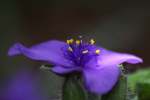 Hairyflower Spiderwort