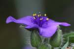 Hairyflower Spiderwort