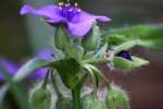 Hairyflower Spiderwort