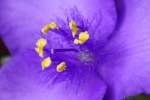 Hairyflower Spiderwort