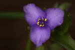 Hairyflower Spiderwort