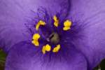 Hairyflower Spiderwort