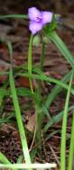 Hairyflower Spiderwort