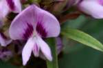 Slender Bush Clover