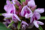 Slender Bush Clover