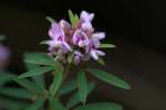 Slender Bush Clover