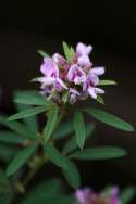 Slender Bush Clover