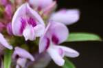 Slender Bush Clover