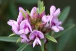 Slender Bush Clover