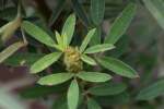 Slender Bush Clover