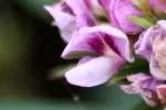 Slender Bush Clover