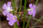 Violet Wood Sorrel