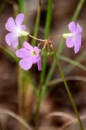 Violet Wood Sorrel