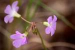 Violet Wood Sorrel