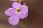 Violet Wood Sorrel