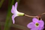 Violet Wood Sorrel