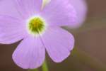 Violet Wood Sorrel