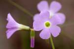 Violet Wood Sorrel