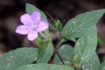 Wild Petunia