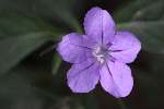 Wild Petunia