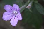 Wild Petunia