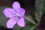 Wild Petunia