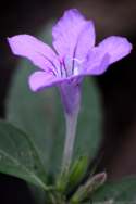 Wild Petunia