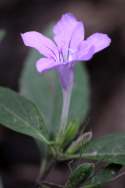 Wild Petunia