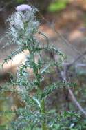 Bull Thistle