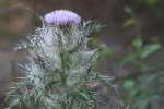 Bull Thistle