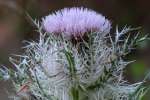 Bull Thistle