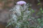 Bull Thistle