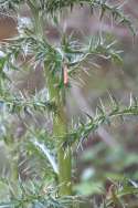 Bull Thistle