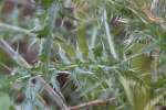 Bull Thistle