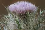 Bull Thistle