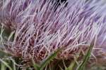 Bull Thistle