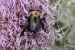 Bull Thistle