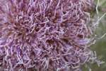 Bull Thistle